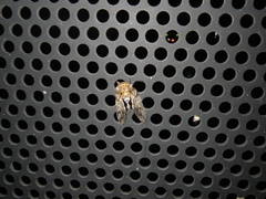 Platypleura kaempferi