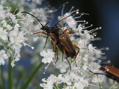 Alosterna tabacicolor