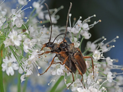 Alosterna tabacicolor