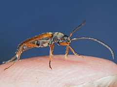 Alosterna tabacicolor