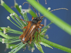 Alosterna tabacicolor