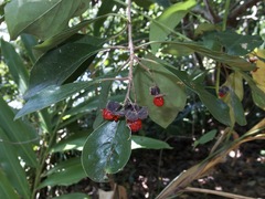 Pittosporum ferrugineum