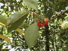 Pittosporum ferrugineum