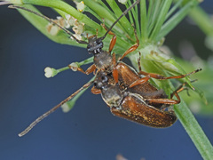 Alosterna tabacicolor