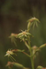 Habenaria humilior