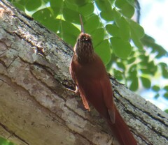Lepidocolaptes souleyetii