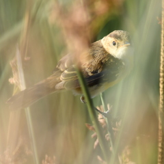 Pseudocolopteryx sclateri