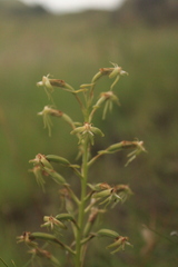 Habenaria humilior