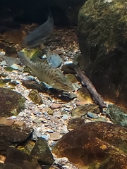 Centrarchiformes