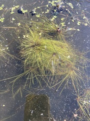 Eleocharis baldwinii
