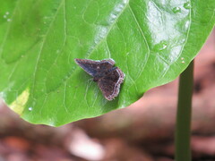 Detritivora gynaea
