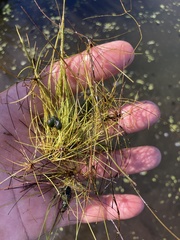 Eleocharis baldwinii