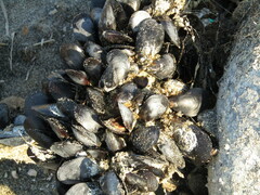 Mytilus galloprovincialis