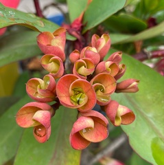 Euphorbia milii