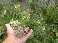 Nidorella ivifolia