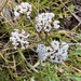 Lomatium gormanii - Photo no hay derechos reservados, subido por James H. Thomas