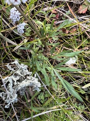 Lomatium gormanii