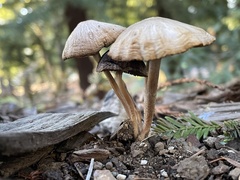 Psathyrella bipellis