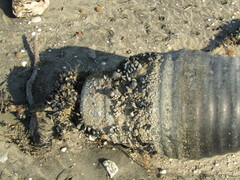 Mytilus galloprovincialis
