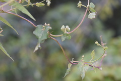 Cynanchum wilfordii