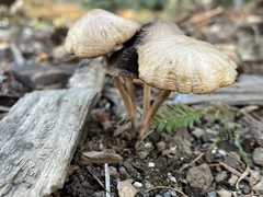 Psathyrella bipellis