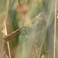 Pseudocolopteryx sclateri