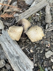 Psathyrella bipellis