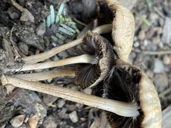 Psathyrella bipellis