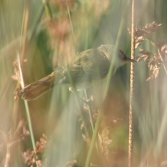 Pseudocolopteryx sclateri