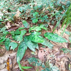 Stachyphrynium repens