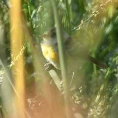 Pseudocolopteryx sclateri