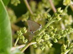 Electrostrymon endymion