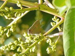 Electrostrymon endymion