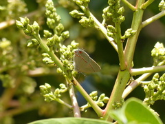 Electrostrymon endymion