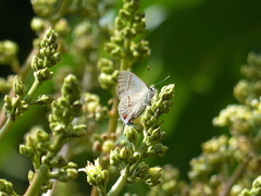 Electrostrymon endymion