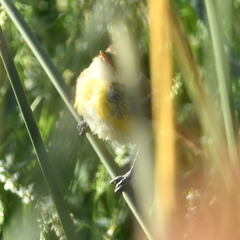 Pseudocolopteryx sclateri