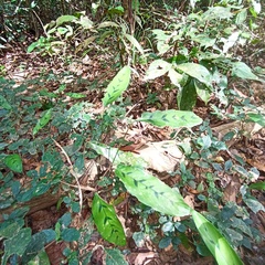 Stachyphrynium repens