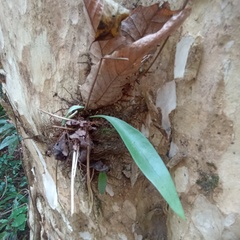 Pyrrosia adnascens