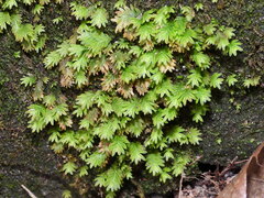 Fissidens