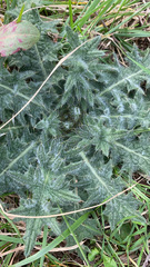 Cirsium vulgare