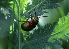 Chrysolina graminis