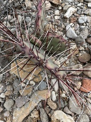 Opuntia azurea