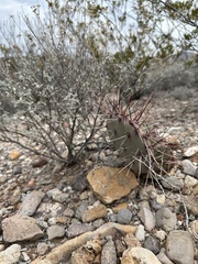 Opuntia azurea