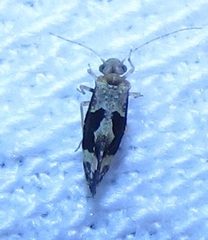 Myopsocidae