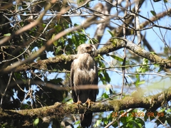 Spilornis cheela