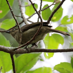 Andropadus importunus