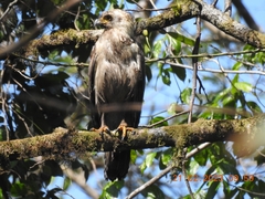 Spilornis cheela