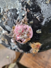 Megabalanus