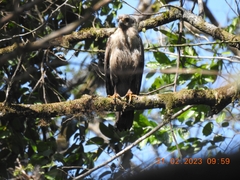 Spilornis cheela