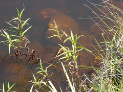 Persicaria madagascariensis
